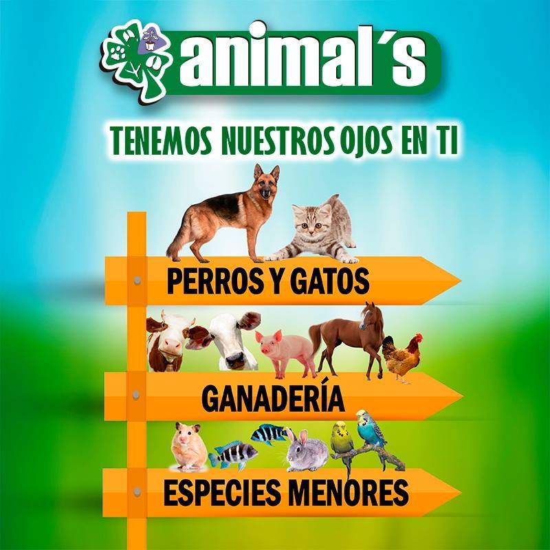 Animals Veterinaria – Sede Autonorte 127